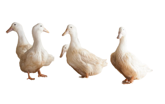 Silver Hill ducks