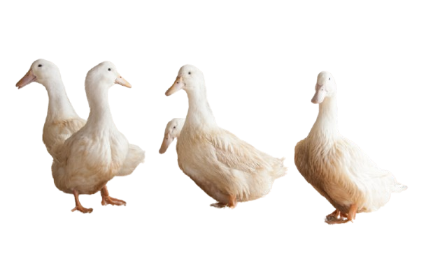 Silver Hill ducks